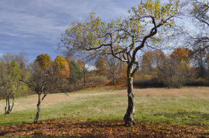 New Brook Farm Fall Landscape, 2014. Credit: Wilfred Holton