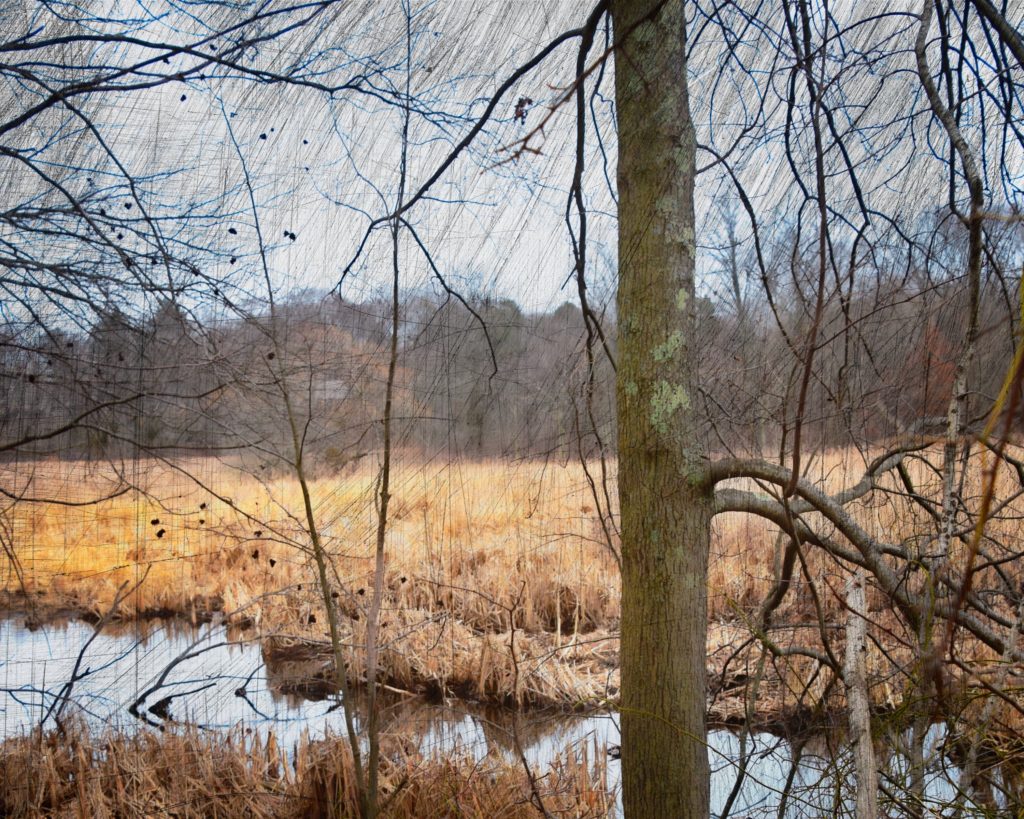 Wetlands Scene 2 by Nancy Young