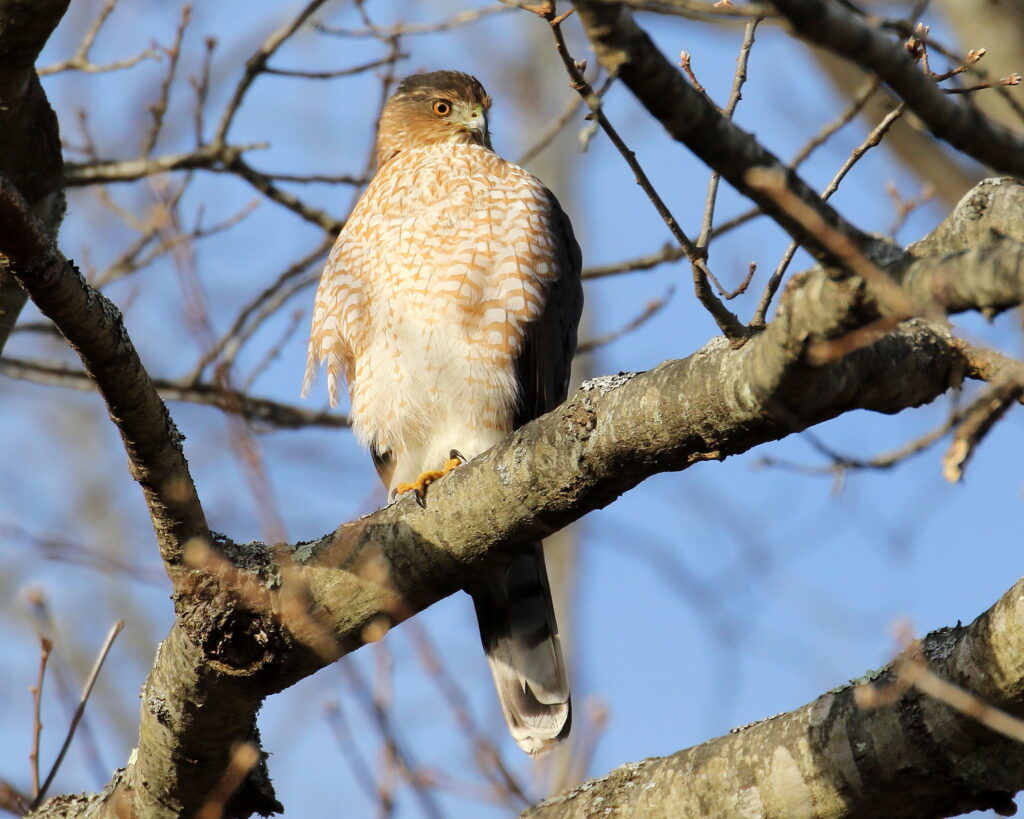 David Forsyth "Cooper's Hawk"