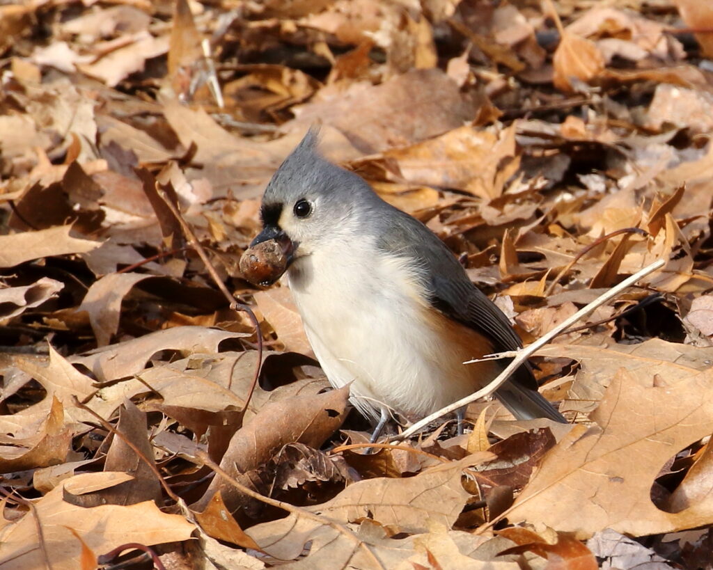 David Forsyth "Tufted Titmouse"