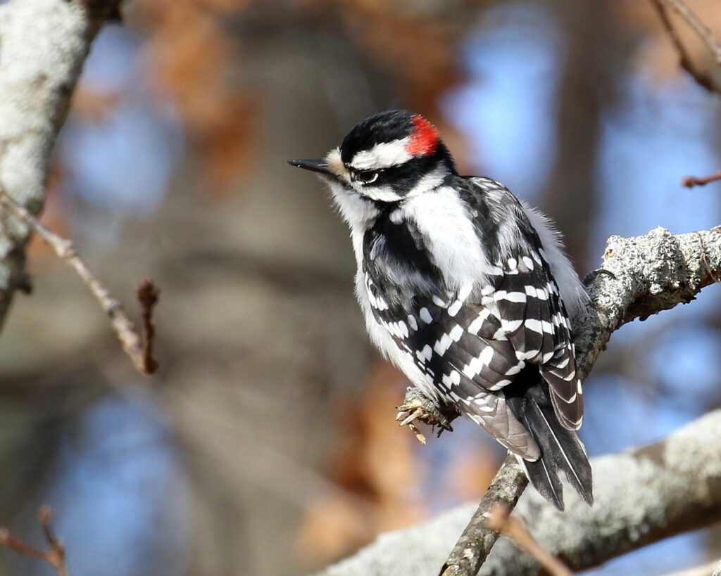 David Forsyth "Downy Woodpecker"