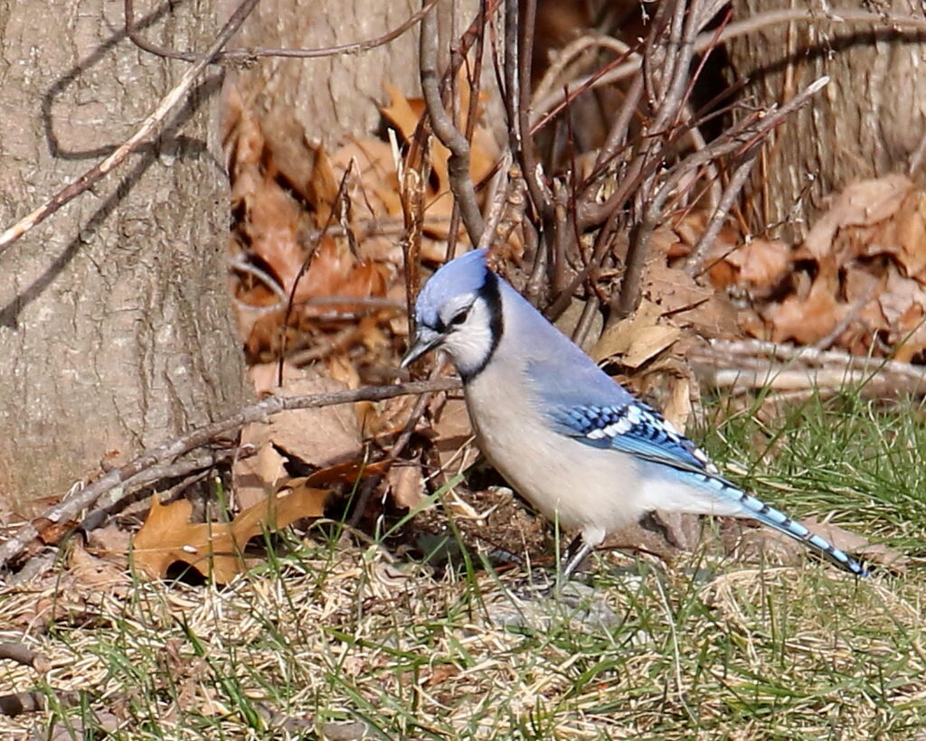 David Forsyth "Blue Jay"