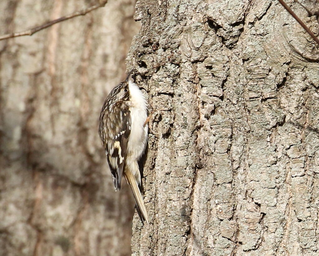 David Forsyth "Brown Creeper"