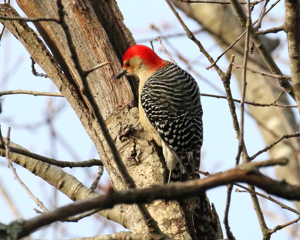 David Forsyth "Red-bellied Woodpecker"