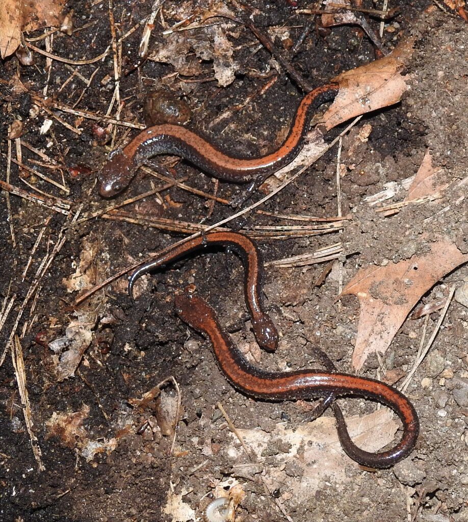 Mike Howlett "Redback Salamanders"