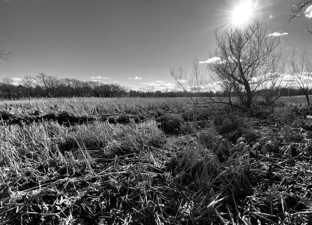 Ray Porfilio "Frozen Marsh"