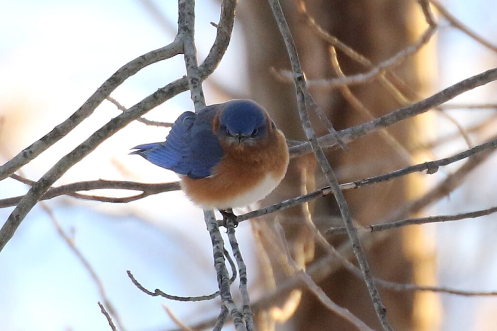 David Forsyth "Eastern Bluebird"