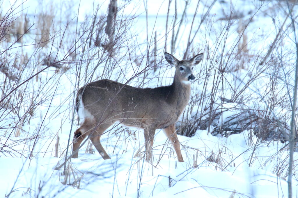 David Forsyth "White-tailed Deer"